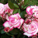 Фантастичен професор хендл с грандиозен двуцветен цвят